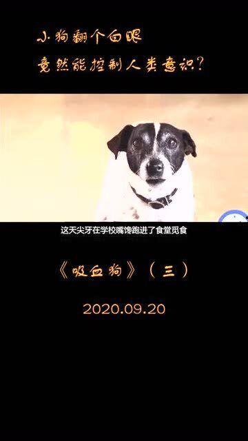 狗狗吸血鬼在线观看,神秘宠物奇遇记